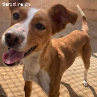 Canela -Jung, dynamisch,verschmust