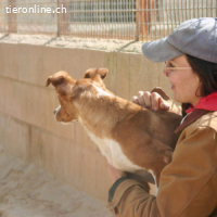 Canela -Jung, dynamisch,verschmust