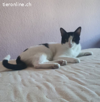 Capitán, m./kastr., geb 04/2022, hundekompatibel