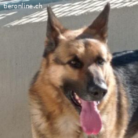 Capitan Pol  -sauberer und „ordentlicher“ Rüde