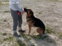 Capitan Pol  -sauberer und „ordentlicher“ Rüde
