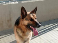 Capitan Pol  -sauberer und „ordentlicher“ Rüde