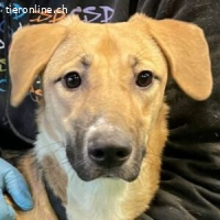 Cara – Eine liebe Seele wartet auf ihr Für-immer-Zuhause