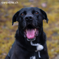 Carlos - der wundervoller Hund sucht ein lebenslange Zuhause