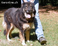 Carolita - Seniorenkörbchen gesucht !