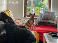 Carry-hübsch-  verschmußt, agil und sensible