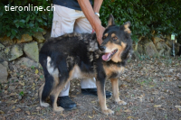 Carryllo - Der Hund eines Schäfers....
