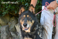 Carryllo - Der Hund eines Schäfers....