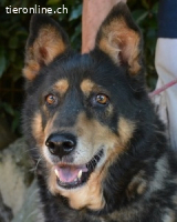 Carryllo - Der Hund eines Schäfers....