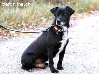 CARTER, NOCH ZURÜCKHALTENDER MIXRÜDE, CA. 9 J., 32CM,9,4KG