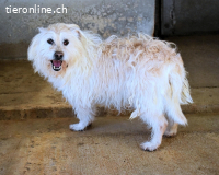 Carthos - Kleiner Mann sucht das Prinzenglück