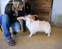 Carthos - Kleiner Mann sucht das Prinzenglück
