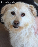 Carthos - Kleiner Mann sucht das Prinzenglück