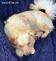 Casper ein sanfter Engel