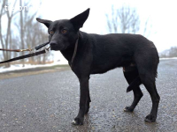 CASPER, furchtsamer Mischlingsrüde, ca. 2 Jahre, 61cm,24,5kg