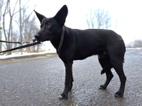 CASPER, furchtsamer Mischlingsrüde, ca. 2 Jahre, 61cm,24,5kg