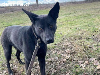 CASPER, furchtsamer Mischlingsrüde, ca. 2 Jahre, 61cm,24,5kg