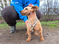 CASSY, niedliche Mixhündin, ca. 7 Jahre,*PS in 96450 Coburg*