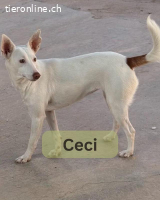 Ceci, w/kastr., geb. 08/2024, Größe: ca. 40 cm/7,5 kg