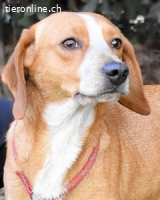 Cecilius - ein ruhiger Begleiter