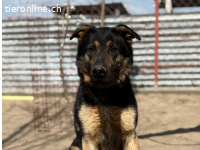 Cezar-8, wunderschöner, eigenständiger Hundemann