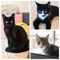 Chanel, Longolino und Elioth – das kecke Trio