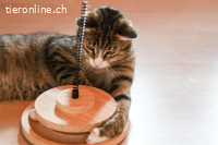 Chanel, Longolino und Elioth – das kecke Trio