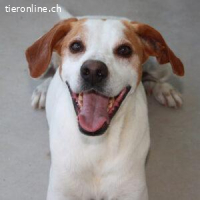 Chardo - hofft eine liebe Familie zu finden