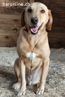 Charlie (ca. 10 Jahre) –Sanfte Seele sucht treuen Begleiter!