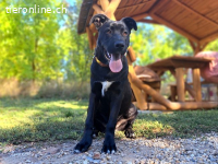 CHARLIE, verspielter Mischlingsbub, ca. 1 Jahr, 52cm, 25kg