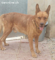 Cheko - will endlich erfahren, wie es ist geliebt zu werden