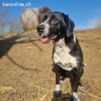 Cherry - katzenfreundliche Tupfen-Fellnase