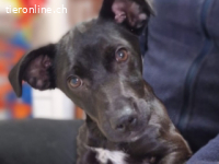 Chico -ein wahrer Überlebenskünstler