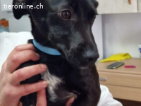 Chico -ein wahrer Überlebenskünstler