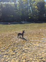 Chili - Zarte Hundeseele sucht sicheren Hafen