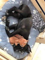 Chili - Zarte Hundeseele sucht sicheren Hafen