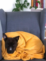 Chili - Zarte Hundeseele sucht sicheren Hafen