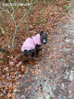 Chili - Zarte Hundeseele sucht sicheren Hafen