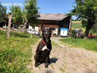 Chili - Zarte Hundeseele sucht sicheren Hafen