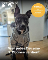 Chili - Zarte Hundeseele sucht sicheren Hafen