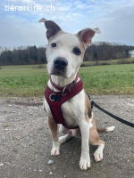 Chilli - unser Seniorbube mit Zuckerschockeffekt