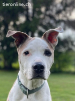 Chilli - unser Seniorbube mit Zuckerschockeffekt