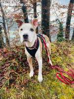 Chilli - unser Seniorbube mit Zuckerschockeffekt