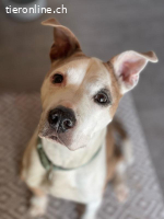 Chilli - unser Seniorbube mit Zuckerschockeffekt