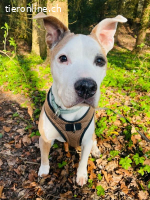 Chilli - unser Seniorbube mit Zuckerschockeffekt