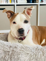 Chilli - unser Seniorbube mit Zuckerschockeffekt