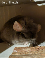 Chinchilla Männchen Chico sucht dringend neues Zuhause