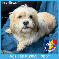 Chirco, kleiner wuscheliger Kerl mit ganz viel Charme