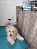 Chirco, kleiner wuscheliger Kerl mit ganz viel Charme