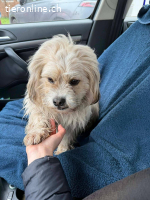 Chirco, kleiner wuscheliger Kerl mit ganz viel Charme